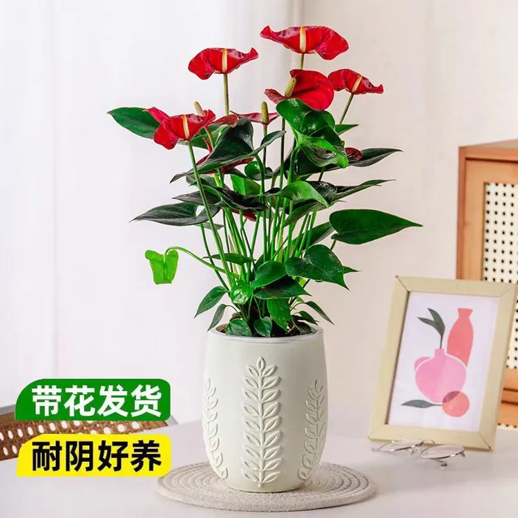 红掌盆栽带花发货室内家居绿植鸿运当头四季开花