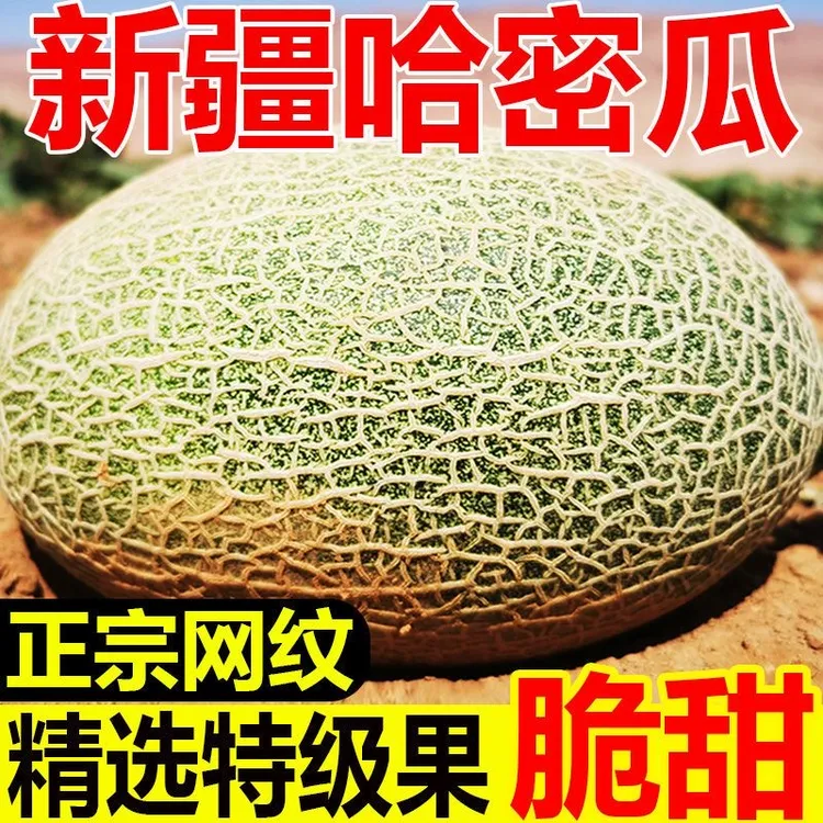 正宗新疆哈密瓜西州蜜新鲜采摘软糯果香产地直发花生小南瓜