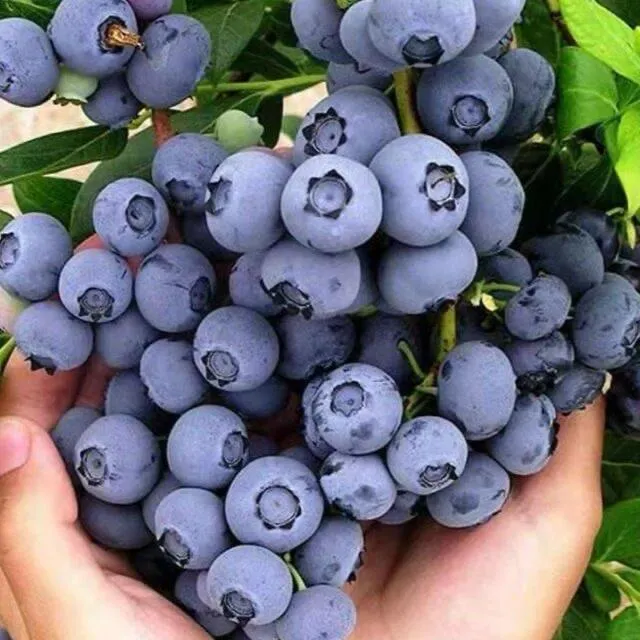 【蓝莓带花带果盘】云南果树苗木南北方种植庭院阳台盆栽绿植花卉