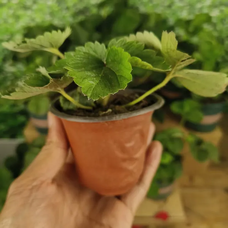 草莓秧苗盆栽室内室外地栽阳台庭院带盆带土脱毒苗杯苗当年结果