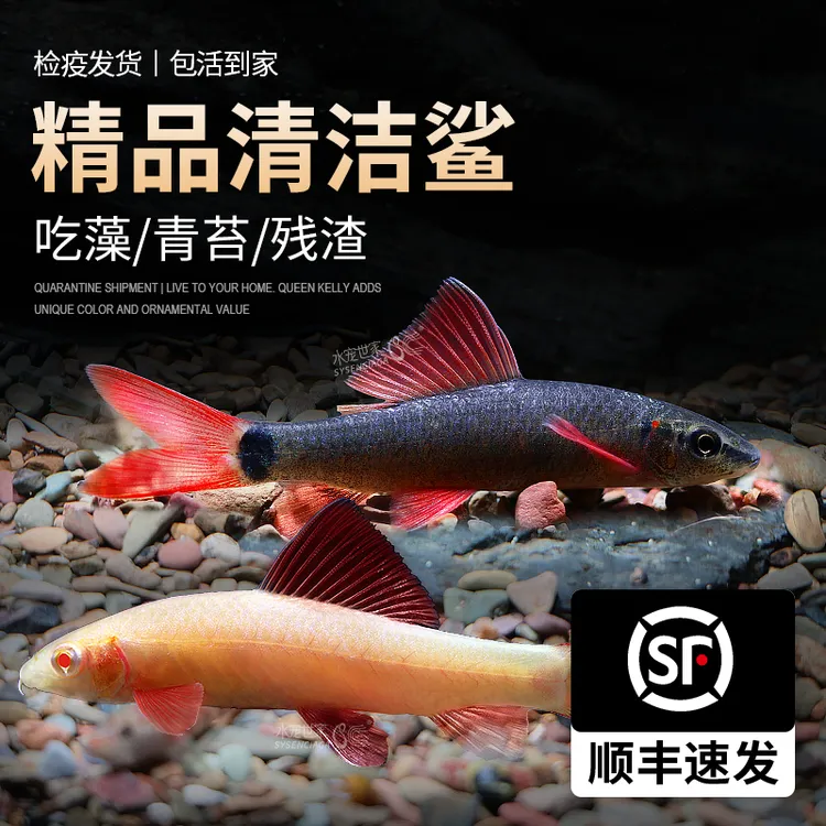 金苔鼠鱼清洁工具热带观赏鱼彩虹鲨粉红鲨除藻吃垃圾清道夫鱼饲养