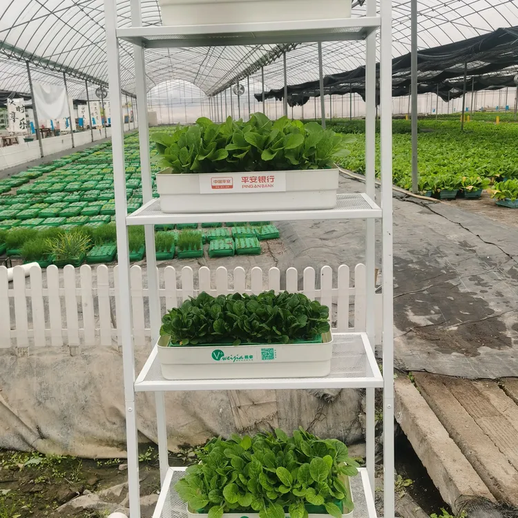 蔬菜种植盒 有机盆栽 蔬菜魔盒