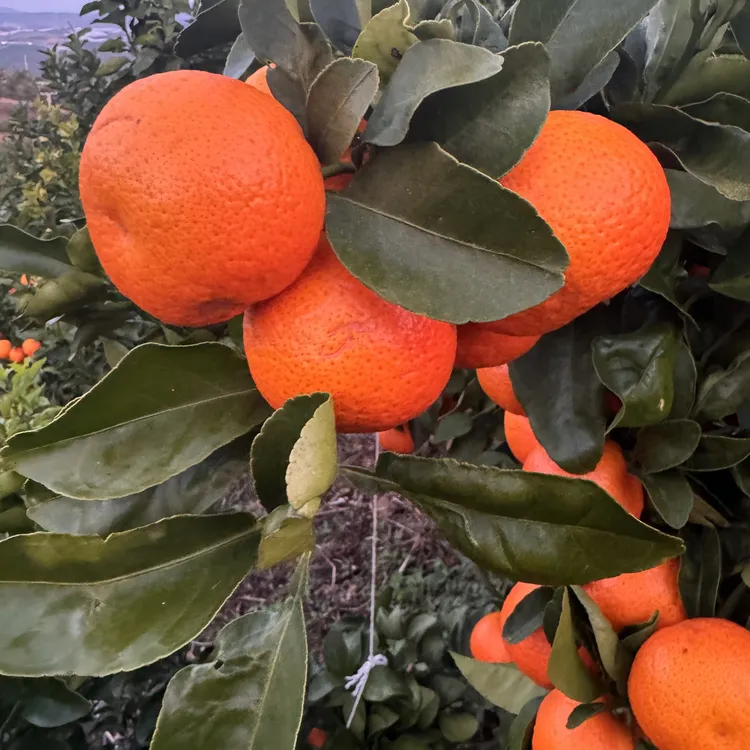 云南大理宾川香甜新鲜现摘金秋沙糖桔砂糖橘橘子桔子村支书蜜桔