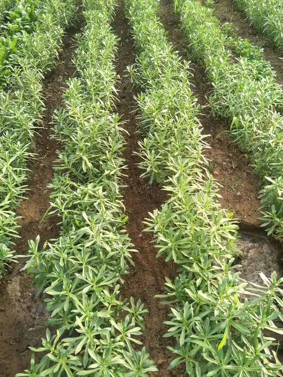 高钙养心菜根护心菜根，包邮