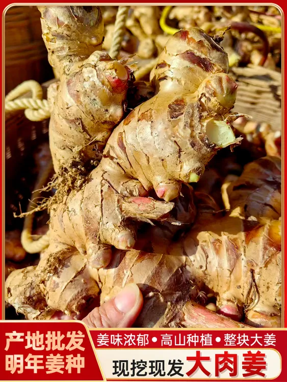 产地直发盖草生姜新鲜姜种黄姜调味料新鲜蔬菜生鲜3斤 装