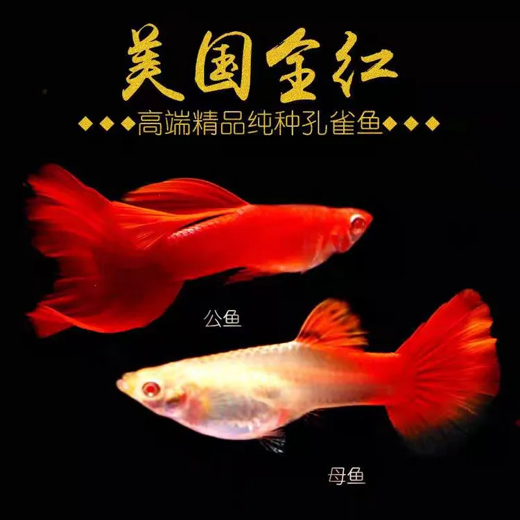 美系全红孔雀鱼热带观赏鱼