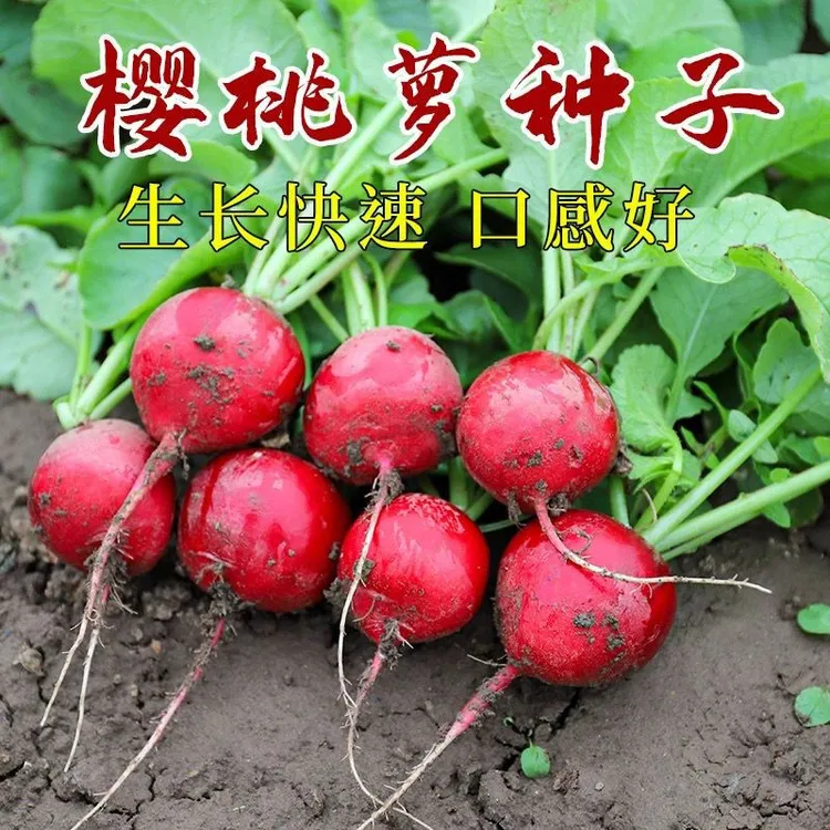 樱桃萝卜种子迷你菜籽高产耐寒四季阳台盆栽早熟易种蔬菜水果种SY