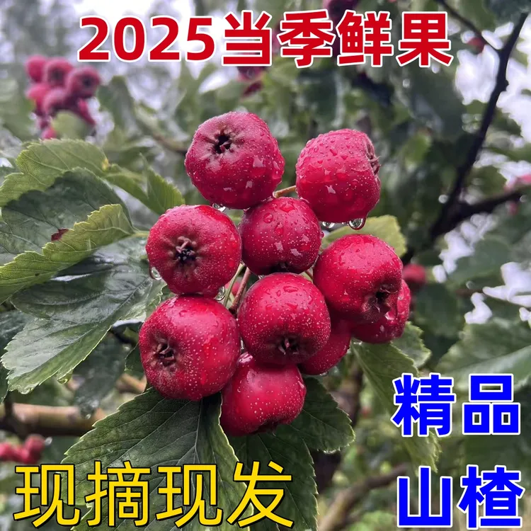 【当季山楂】新鲜七月红山楂山西产地直发新鲜山楂现摘现发酸甜适中