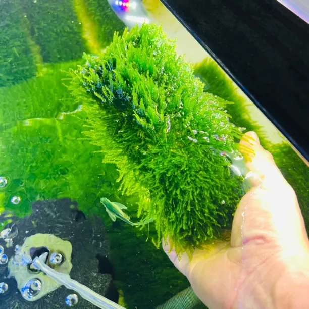 三角莫斯水草鱼缸造景懒人草坪净化水质纯水下培植莫斯片状态超好