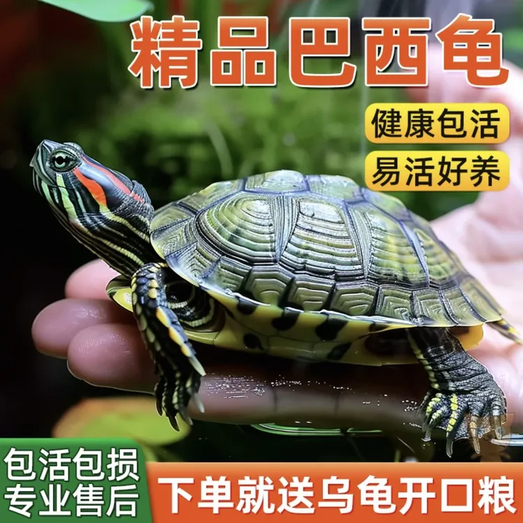 【每只3-4厘米】3只巴西龟小乌龟活物活体萌宠物观赏家养水龟红耳龟