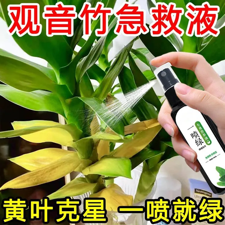 观音竹黄叶急救专用营养液一喷绿花肥水养盆栽通用绿植液体肥