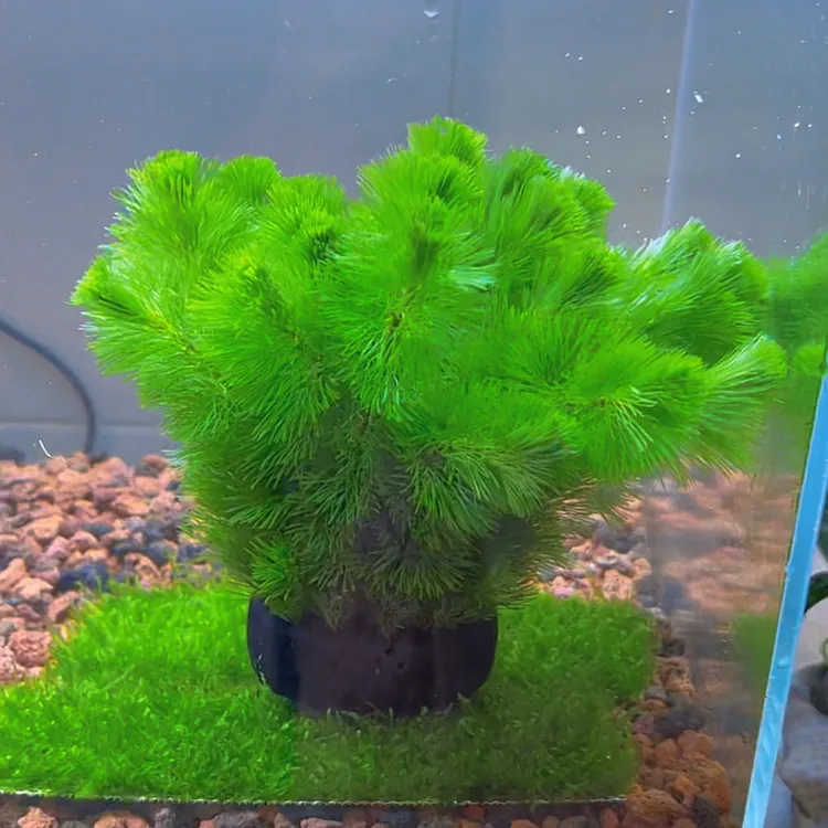 绿菊坨草水草好养活体真草造景阴性水草懒人新手小白鱼缸造景水草