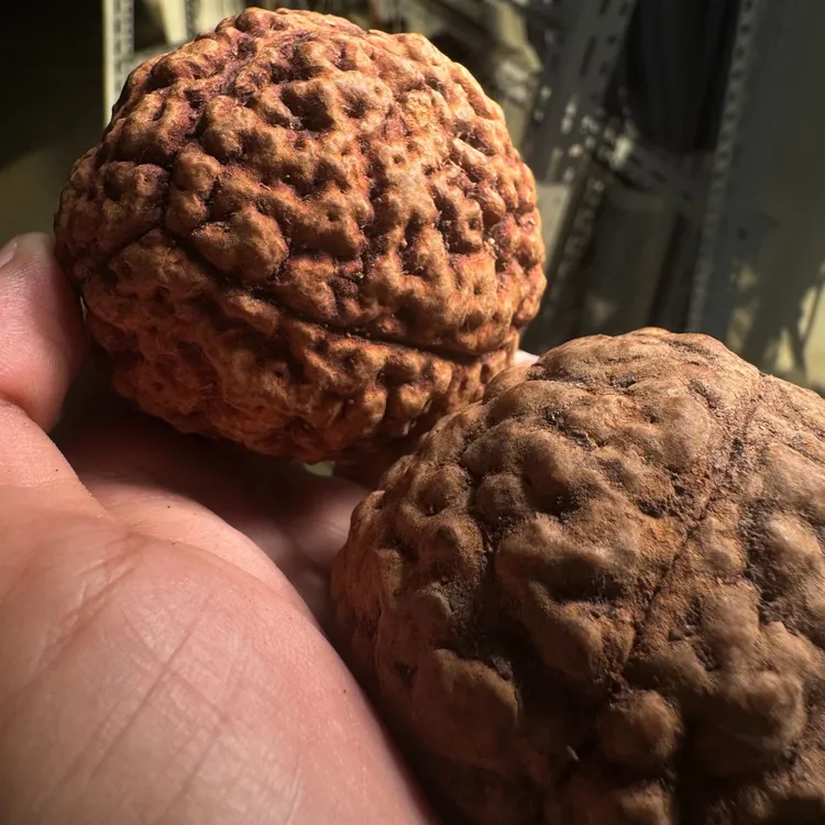 金刚菩提把件巴布亚 三瓣脑纹金刚手球 尺寸可选