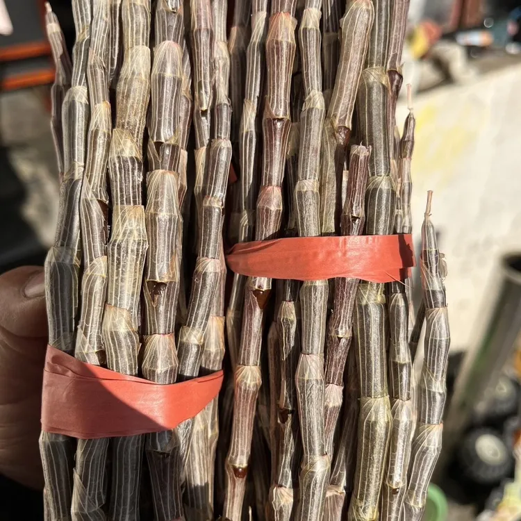 云南高山石斛鲜条胶质浓多嚼少渣煲汤榨汁滋补佳品