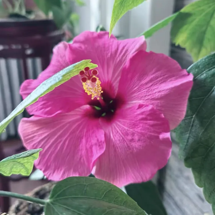 粉色单瓣大花木槿盆栽庭院阳台耐热耐晒花卉新手易养护