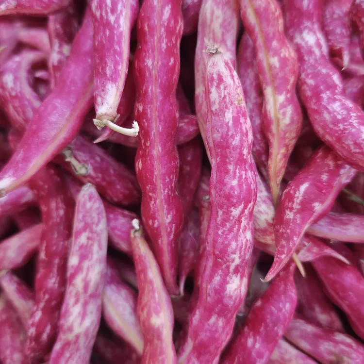 东北黄金勾红花油豆角