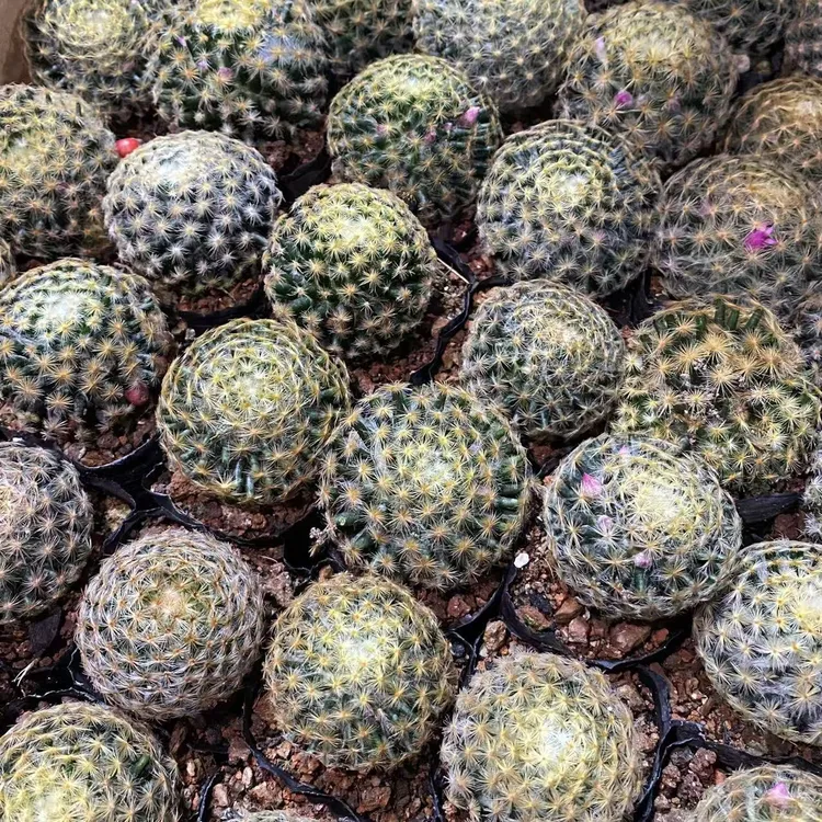 明星仙人球红花开花阳台好养防辐射绿植盆栽