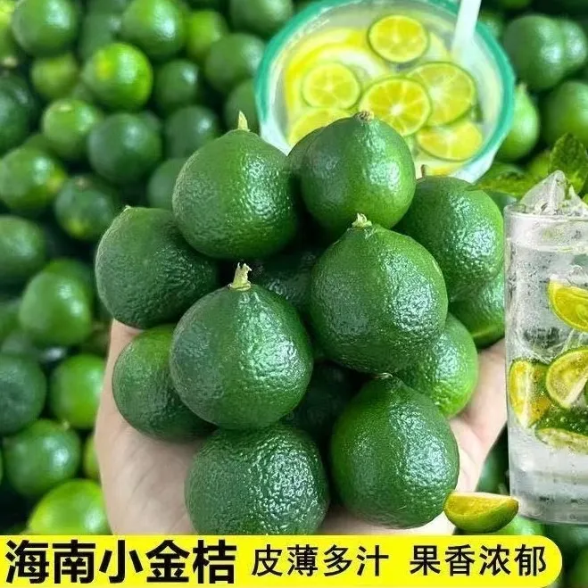 海南新鲜青金桔小青桔多汁酸爽皮薄当季水果奶茶家用小金桔
