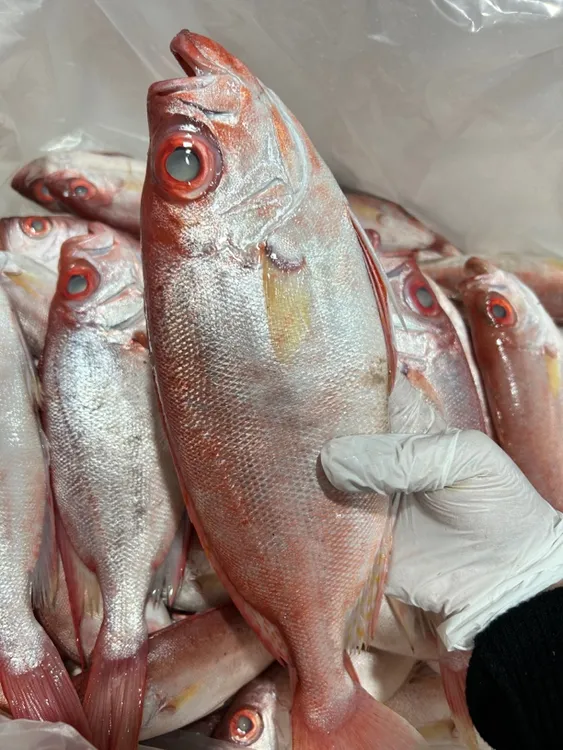 汕尾碣石本港 红目鲢鱼 大眼鸡 