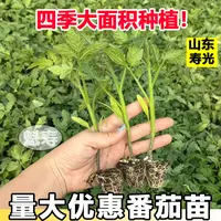 大红硬果番茄苗秧带士球四季高产大西红柿种子大面积种植圣女果苗