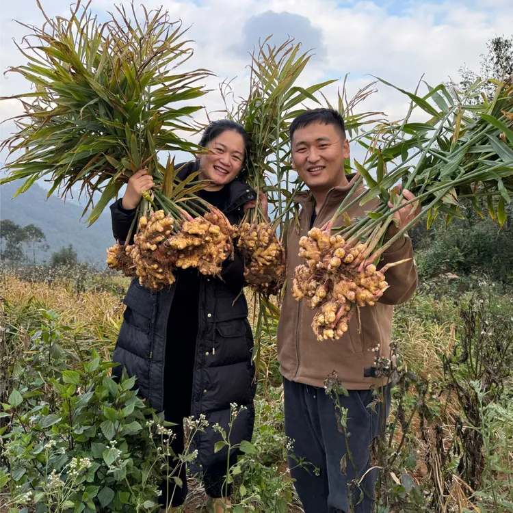 【红红和纪岩专属】云南小黄姜香味浓郁辛辣够味新鲜现挖山地种植