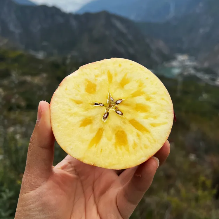《茂县苹果》高端四川高海拔挂丝红富士糖心脆甜可口带正常果酸味