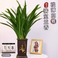 墨兰兰花苗盆栽国兰精品名贵花卉绿植物室内四季好养活企黑L
