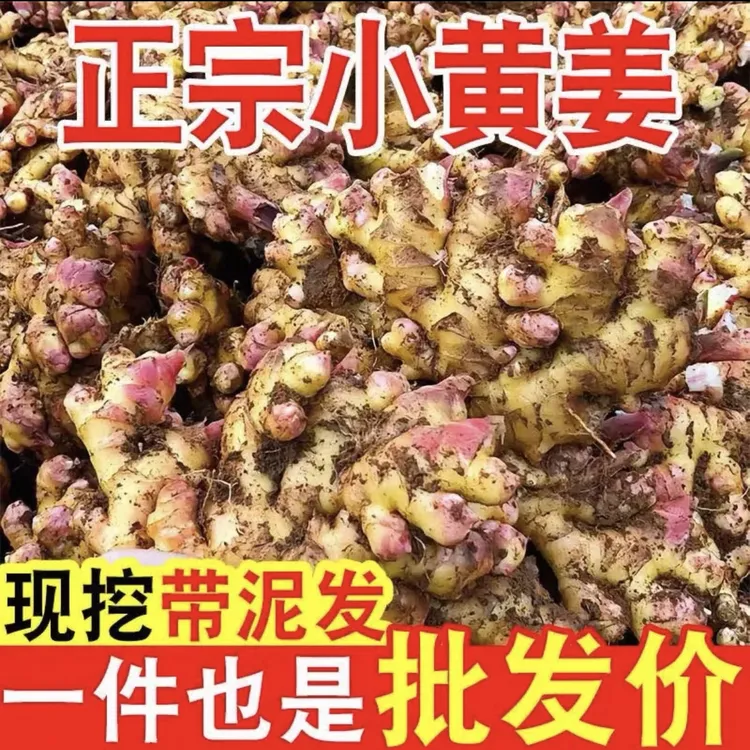 云南自种新鲜带泥红芽小黄姜嫩姜现挖现发高品质不打药当季蔬菜