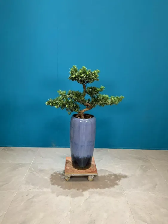 福利款罗汉松造型盆景鲜活绿植室内室外盆栽