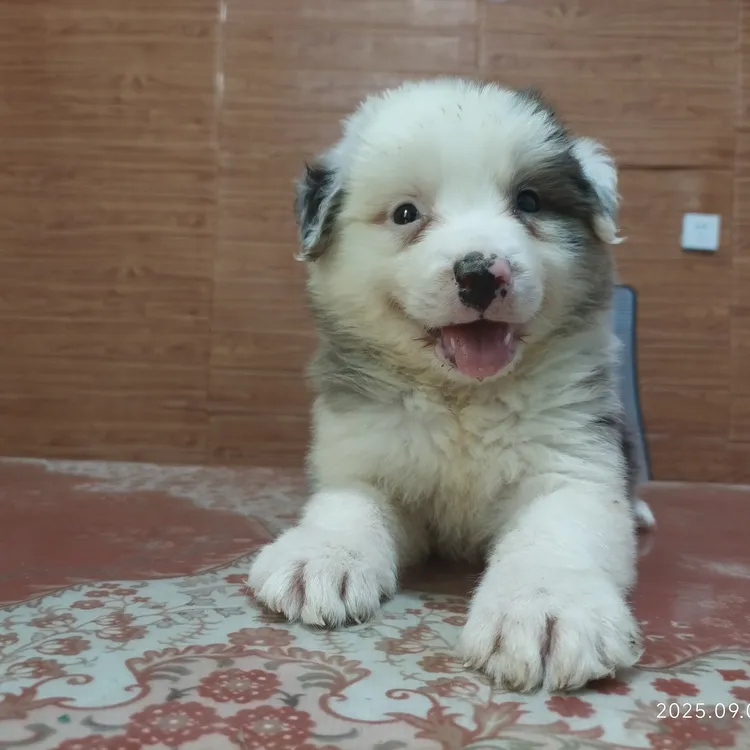 （实拍）梦幻陨石边牧幼犬