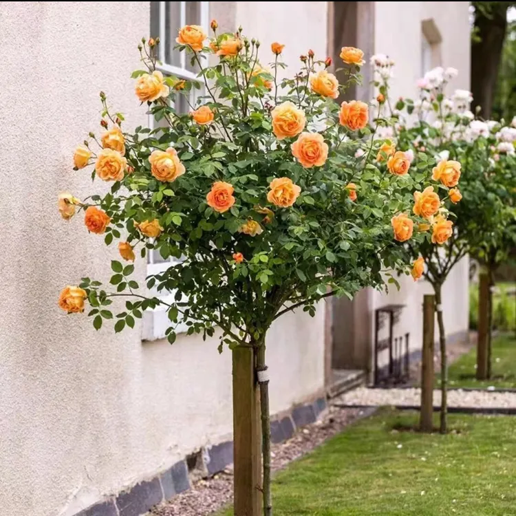 月季棒棒糖盆栽月季树带花苞四季开花可阳台庭院地栽耐寒耐热