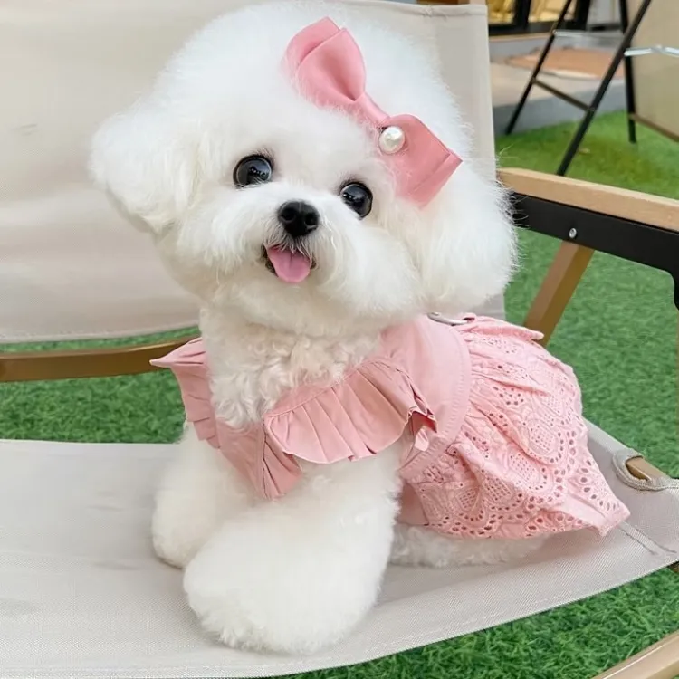 【皮皮家】治愈系小比熊