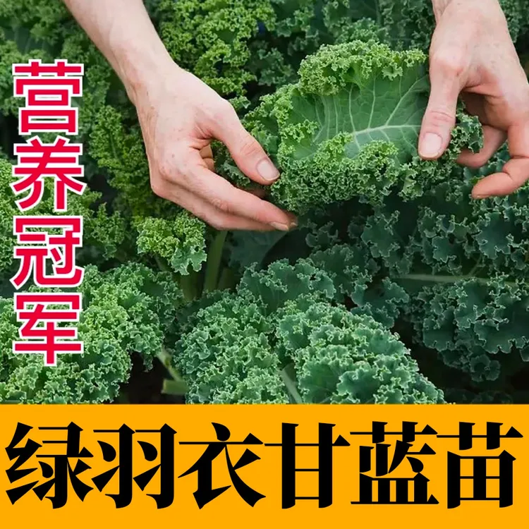 羽衣甘蓝盆栽耐热耐寒观叶植物原产地直发山东寿光苗厂直发