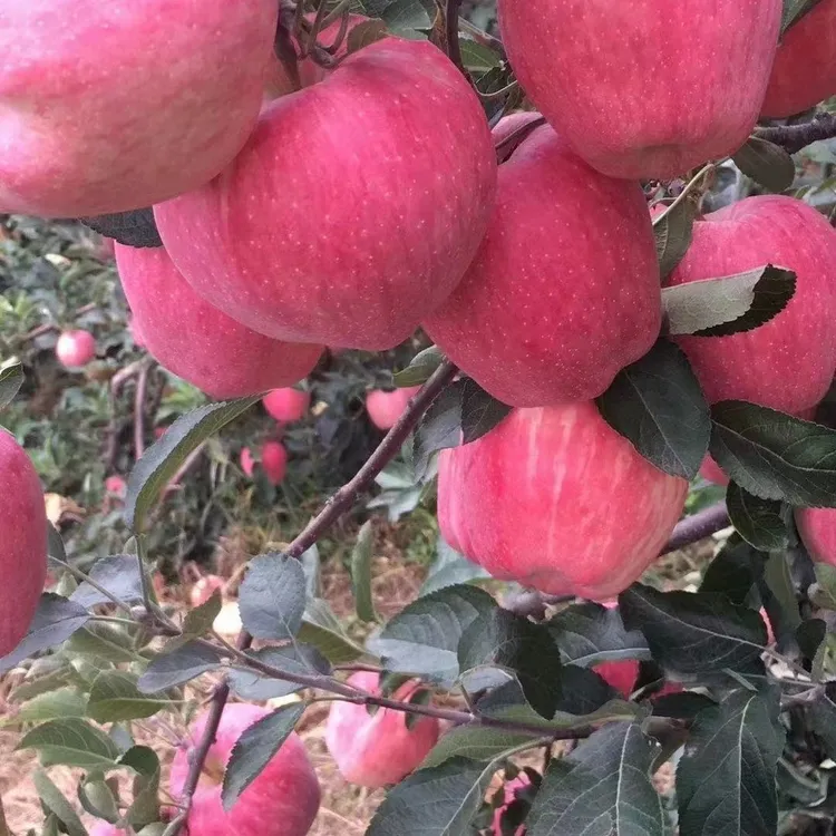 甘肃高山花牛苹果红元帅苹果