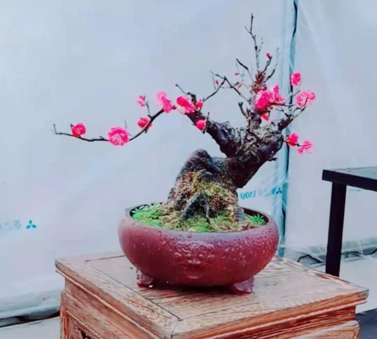 精品矮霸红梅盆景，八年老桩，