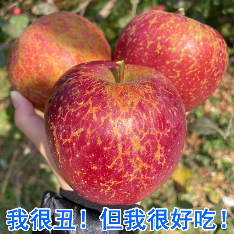 四川大凉山高原冰糖心樱桃小丑苹果晚熟富士