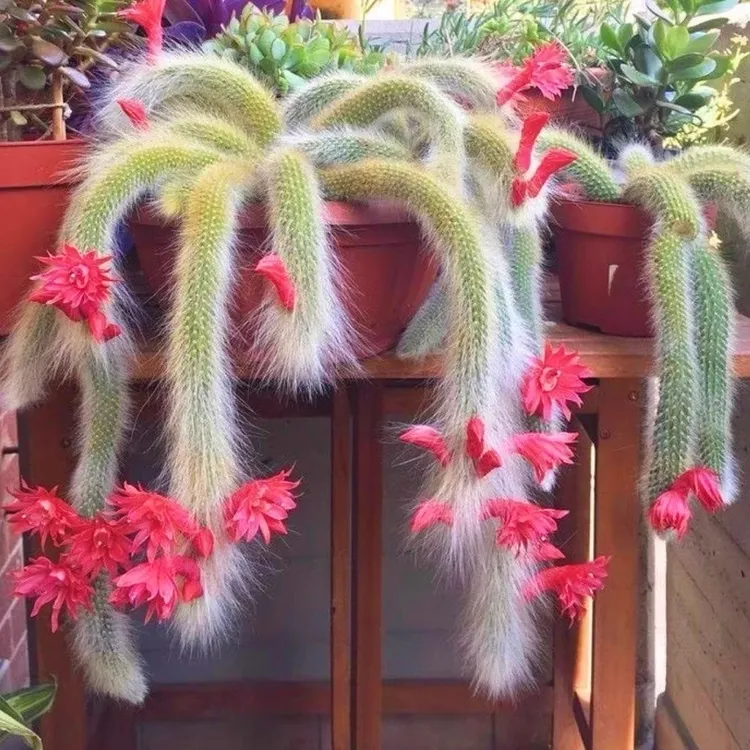 开花九尾狐多肉植物10-13厘米左右盆栽长毛系带正宗九尾狐多肉