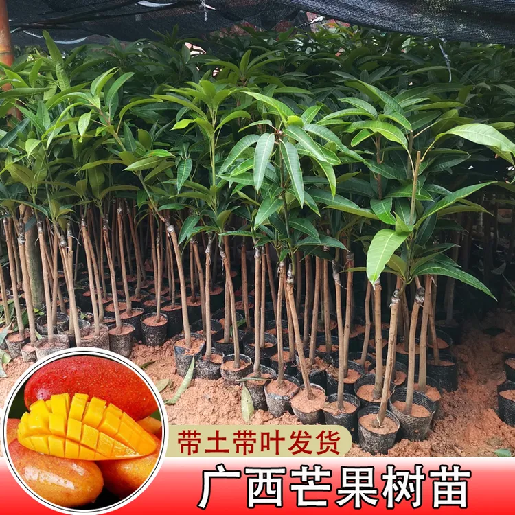 新品种四季芒果嫁接苗带叶带土适用于庭院盆栽地栽大果金煌芒果苗
