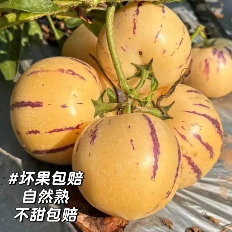 云南石林风化石地树上熟黄肉圆果不甜包赔不熟包赔下单看规格