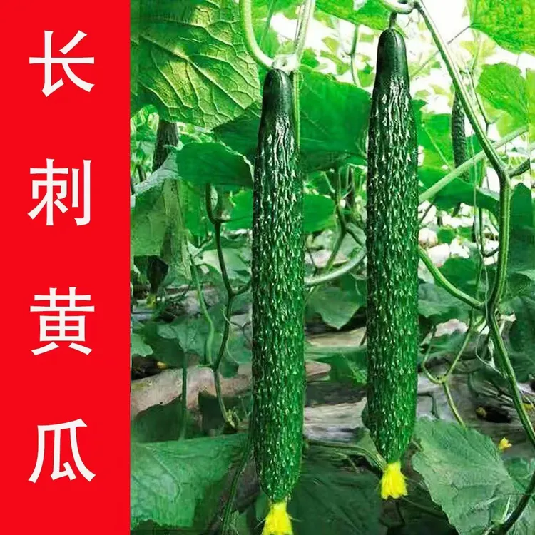 黄瓜秧苗青瓜苗四季水果黄瓜密刺大黄瓜耐旱耐高温优质黄瓜苗带土