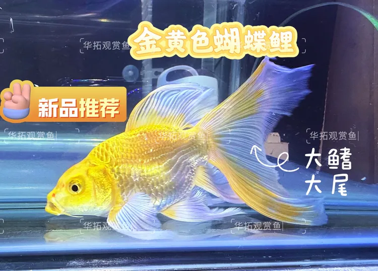金色短球蝴蝶鲤长尾大鳍淡冷水观赏鱼鱼缸耐养蝴蝶龙鲤