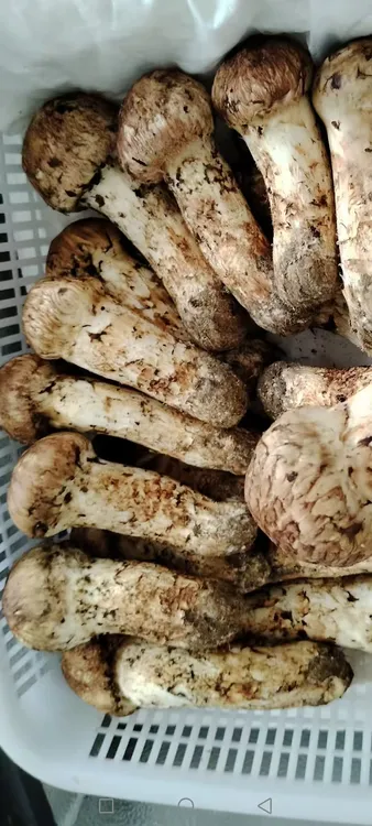东北长白山延边汪清森饮力松茸顺丰冷链包邮到家