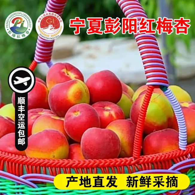 【顺丰冷链】宁夏正宗精品彭阳红梅杏52枚特级酸甜可口宁夏红梅杏