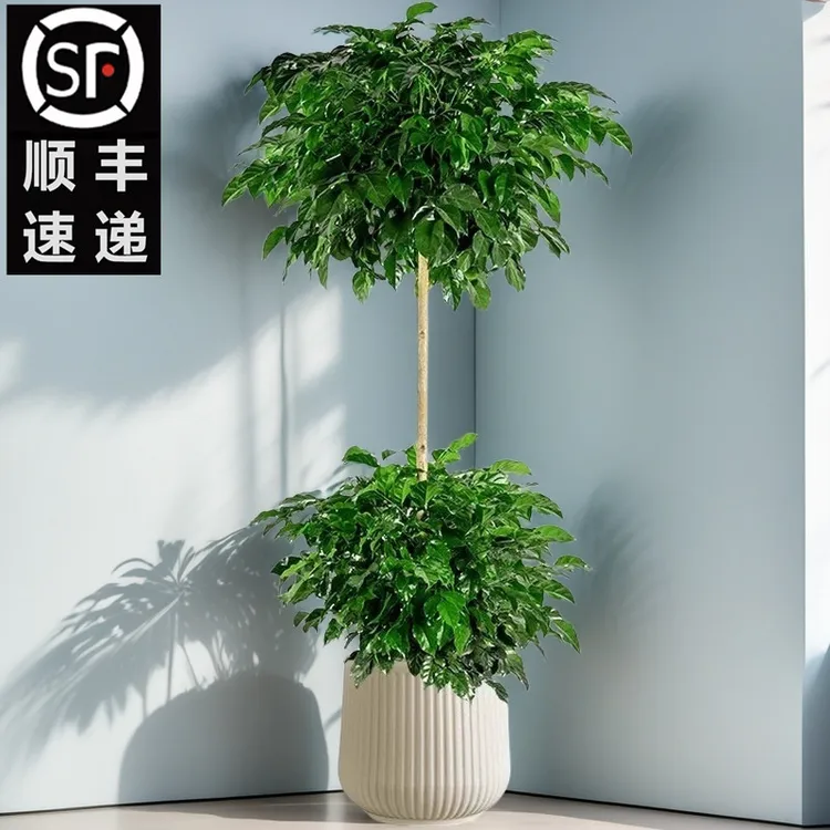 【顺丰包邮】高1.3-1.5米两层幸福树绿宝大型室内绿植盆栽净化空气