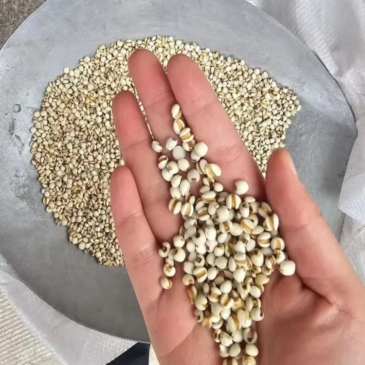 贵州大山深处的新薏苡仁