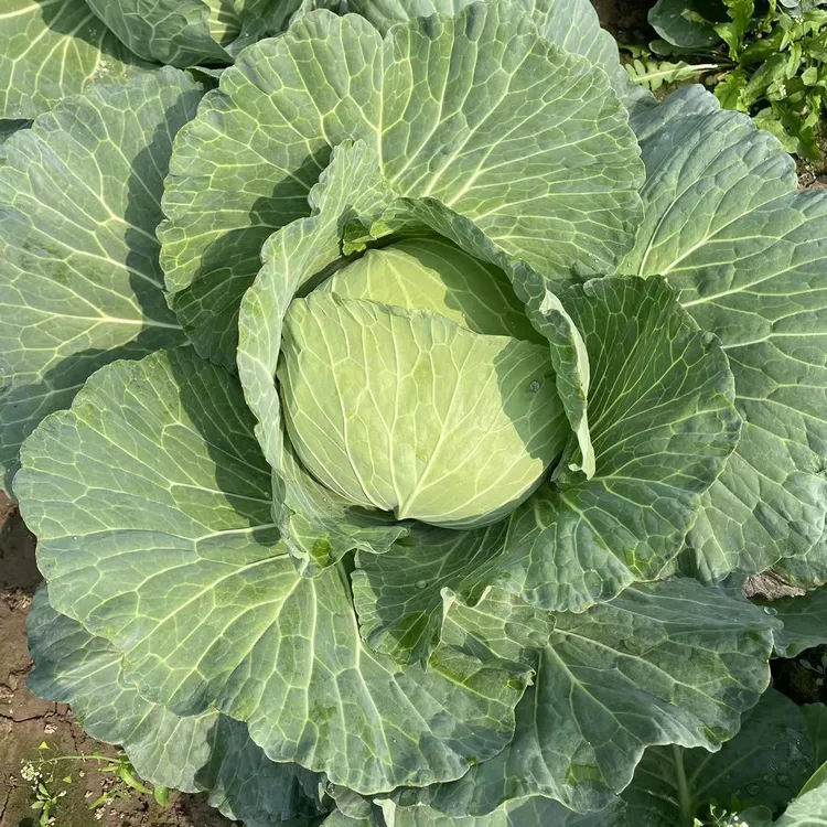 正宗农家自种露天甘蓝圆白菜新鲜采摘圆包菜扁包菜卷心菜