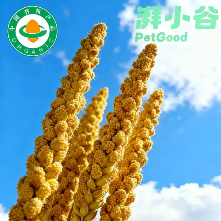 湃小谷有机天然黄谷穗鹦鹉专用健康安全无农药鹦鹉玩具鹦鹉零食鸟