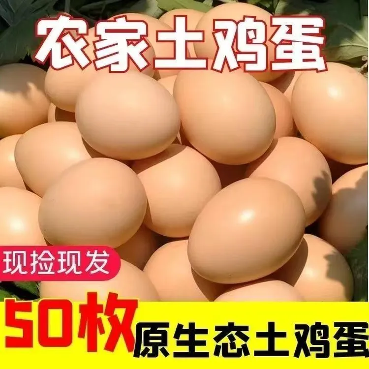 *正宗散养农家土鸡蛋 50枚  现捡现发 坏单包赔