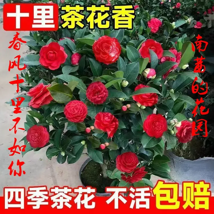 六角大红赤丹五色赤丹年宵花卉茶花盆景耐寒好养花开富贵客厅盆景