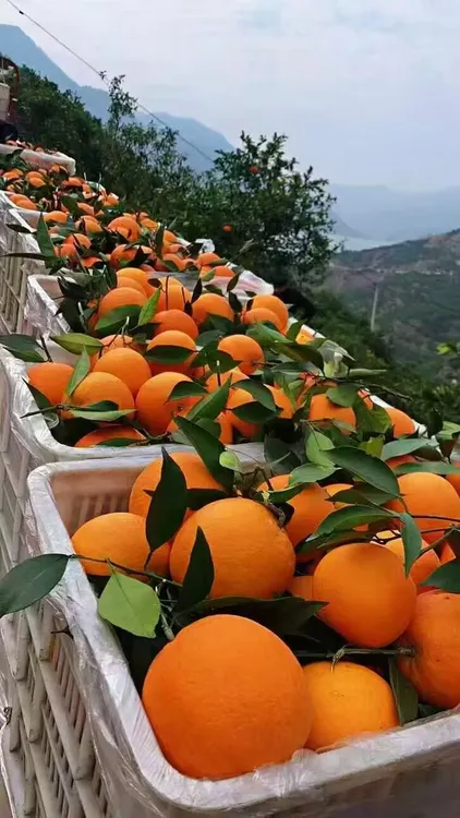 正宗巫山纽荷儿无添加剂当季新鲜水果多汁特产